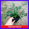 Cây Ngãi Kéo Khách (Lá Quắn) - Cây Cảnh Phong Thủy May Mắn, Giá 65.000đ