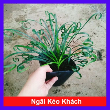 Cây Ngãi Kéo Khách (Lá Quắn) - Cây Cảnh Phong Thủy May Mắn, Giá 65.000đ