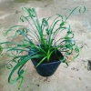 Cây Ngãi Kéo Khách (Lá Quắn) - Cây Cảnh Phong Thủy May Mắn, Giá 65.000đ 2