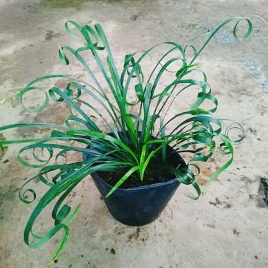Cây Ngãi Kéo Khách (Lá Quắn) - Cây Cảnh Phong Thủy May Mắn, Giá 65.000đ