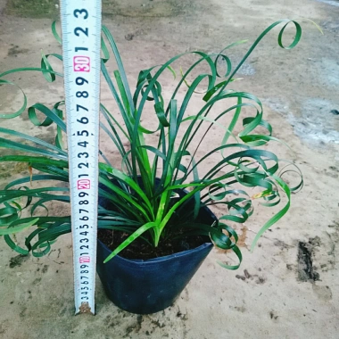 Cây Ngãi Kéo Khách (Lá Quắn) - Cây Cảnh Phong Thủy May Mắn, Giá 65.000đ 3 Cây Ngãi Kéo Khách (Lá Quắn) - Cây Cảnh Phong Thủy May Mắn, Giá 65.000đ 3