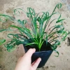 Cây Ngãi Kéo Khách (Lá Quắn) - Cây Cảnh Phong Thủy May Mắn, Giá 65.000đ 4
