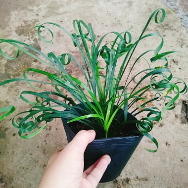 Cây Ngãi Kéo Khách (Lá Quắn) - Cây Cảnh Phong Thủy May Mắn, Giá 65.000đ