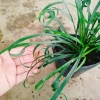 Cây Ngãi Kéo Khách (Lá Quắn) - Cây Cảnh Phong Thủy May Mắn, Giá 65.000đ 5