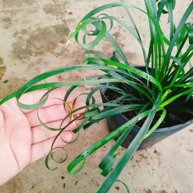 Cây Ngãi Kéo Khách (Lá Quắn) - Cây Cảnh Phong Thủy May Mắn, Giá 65.000đ
