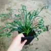 Cây Ngãi Kéo Khách (Lá Quắn) - Cây Cảnh Phong Thủy May Mắn, Giá 65.000đ 6