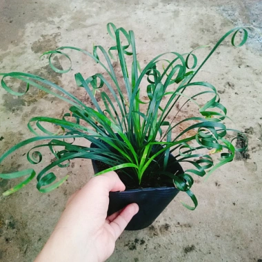 Cây Ngãi Kéo Khách (Lá Quắn) - Cây Cảnh Phong Thủy May Mắn, Giá 65.000đ