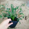 Cây Ngãi Kéo Khách (Lá Quắn) - Cây Cảnh Phong Thủy May Mắn, Giá 65.000đ 7