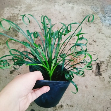 Cây Ngãi Kéo Khách (Lá Quắn) - Cây Cảnh Phong Thủy May Mắn, Giá 65.000đ 7 Cây Ngãi Kéo Khách (Lá Quắn) - Cây Cảnh Phong Thủy May Mắn, Giá 65.000đ 7