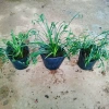 Cây Ngãi Kéo Khách (Lá Quắn) - Cây Cảnh Phong Thủy May Mắn, Giá 65.000đ 8