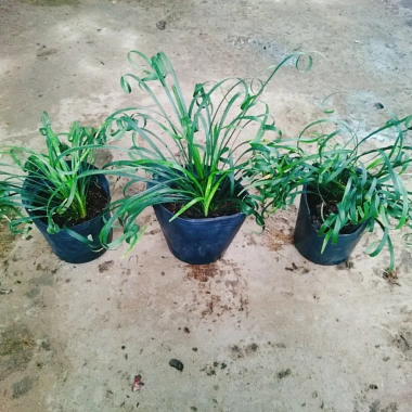 Cây Ngãi Kéo Khách (Lá Quắn) - Cây Cảnh Phong Thủy May Mắn, Giá 65.000đ