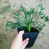 Cây Ngãi Kéo Khách (Lá Quắn) - Cây Cảnh Phong Thủy May Mắn, Giá 65.000đ 9