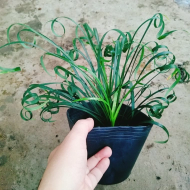 Cây Ngãi Kéo Khách (Lá Quắn) - Cây Cảnh Phong Thủy May Mắn, Giá 65.000đ