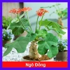 Cây Ngô Đồng Sen Lục Bình - Cây Sen Tàu Đẹp, Giá 39.000₫ Giảm Đặc Biệt