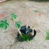 Cây Ngô Đồng Sen Lục Bình - Cây Sen Tàu Đẹp, Giá 39.000₫ Giảm Đặc Biệt 2