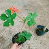 Cây Ngô Đồng Sen Lục Bình - Cây Sen Tàu Đẹp, Giá 39.000₫ Giảm Đặc Biệt 3