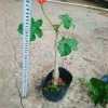 Cây Ngô Đồng Sen Lục Bình - Cây Sen Tàu Đẹp, Giá 39.000₫ Giảm Đặc Biệt 4