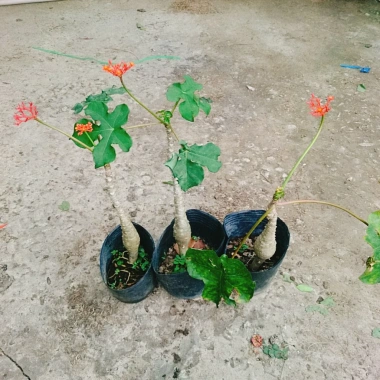 Cây Ngô Đồng Sen Lục Bình - Cây Sen Tàu Đẹp, Giá 39.000₫ Giảm Đặc Biệt 5