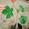 Cây Ngô Đồng Sen Lục Bình - Cây Sen Tàu Đẹp, Giá 39.000₫ Giảm Đặc Biệt 6