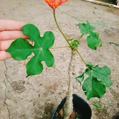 Cây Ngô Đồng Sen Lục Bình - Cây Sen Tàu Đẹp, Giá 39.000₫ Giảm Đặc Biệt 6