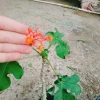 Cây Ngô Đồng Sen Lục Bình - Cây Sen Tàu Đẹp, Giá 39.000₫ Giảm Đặc Biệt 7