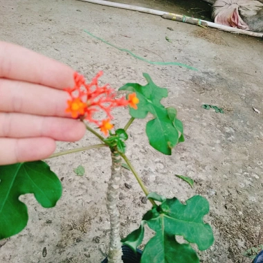 Cây Ngô Đồng Sen Lục Bình - Cây Sen Tàu Đẹp, Giá 39.000₫ Giảm Đặc Biệt 7