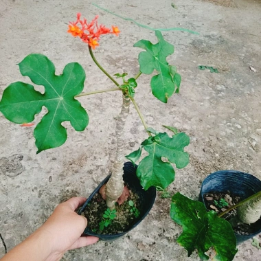 Cây Ngô Đồng Sen Lục Bình - Cây Sen Tàu Đẹp, Giá 39.000₫ Giảm Đặc Biệt 8