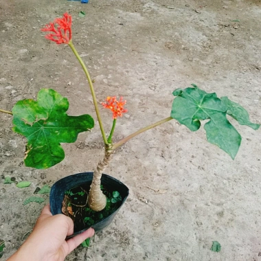 Cây Ngô Đồng Sen Lục Bình - Cây Sen Tàu Đẹp, Giá 39.000₫ Giảm Đặc Biệt 9
