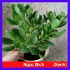 Cây Ngọc Bích Xanh - Cây Cảnh Để Bàn Giá Ưu Đãi 68.000 VND, Dễ Trồng