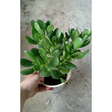 Cây Ngọc Bích Xanh - Cây Cảnh Để Bàn Giá Ưu Đãi 68.000 VND, Dễ Trồng 2
