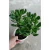 Cây Ngọc Bích Xanh - Cây Cảnh Để Bàn Giá Ưu Đãi 68.000 VND, Dễ Trồng 3