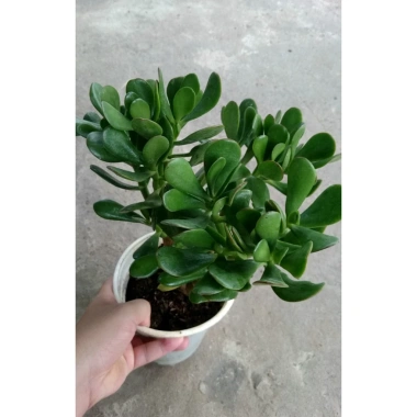 Cây Ngọc Bích Xanh - Cây Cảnh Để Bàn Giá Ưu Đãi 68.000 VND, Dễ Trồng 3