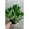 Cây Ngọc Bích Xanh - Cây Cảnh Để Bàn Giá Ưu Đãi 68.000 VND, Dễ Trồng 4
