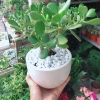 Cây Ngọc Bích Xanh - Cây Cảnh Để Bàn Giá Ưu Đãi 68.000 VND, Dễ Trồng 5