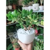 Cây Ngọc Bích Xanh - Cây Cảnh Để Bàn Giá Ưu Đãi 68.000 VND, Dễ Trồng 6