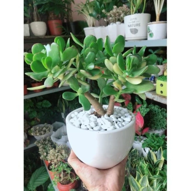 Cây Ngọc Bích Xanh - Cây Cảnh Để Bàn Giá Ưu Đãi 68.000 VND, Dễ Trồng 6