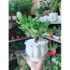 Cây Ngọc Bích Xanh - Cây Cảnh Để Bàn Giá Ưu Đãi 68.000 VND, Dễ Trồng 7