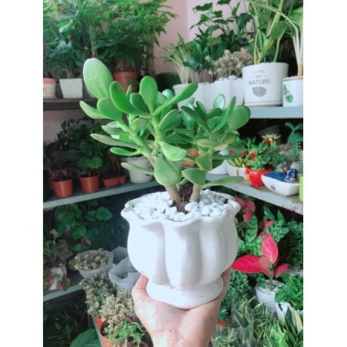 Cây Ngọc Bích Xanh - Cây Cảnh Để Bàn Giá Ưu Đãi 68.000 VND, Dễ Trồng 7