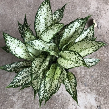 Cây Ngọc Ngân Phong Thủy 20cm - Lá Xanh Đẹp, Dễ Chăm Sóc, Trang Trí Nội Thất, Sân Vườn - 15.000đ