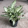 Cây Ngọc Ngân Phong Thủy 20cm - Lá Xanh Đẹp, Dễ Chăm Sóc, Trang Trí Nội Thất, Sân Vườn - 15.000đ 2