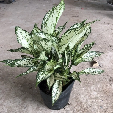 Cây Ngọc Ngân Phong Thủy 20cm - Lá Xanh Đẹp, Dễ Chăm Sóc, Trang Trí Nội Thất, Sân Vườn - 15.000đ