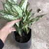 Cây Ngọc Ngân Phong Thủy 20cm - Lá Xanh Đẹp, Dễ Chăm Sóc, Trang Trí Nội Thất, Sân Vườn - 15.000đ 3