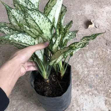 Cây Ngọc Ngân Phong Thủy 20cm - Lá Xanh Đẹp, Dễ Chăm Sóc, Trang Trí Nội Thất, Sân Vườn - 15.000đ