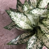 Cây Ngọc Ngân Phong Thủy 20cm - Lá Xanh Đẹp, Dễ Chăm Sóc, Trang Trí Nội Thất, Sân Vườn - 15.000đ 4