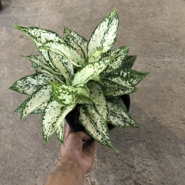 Cây Ngọc Ngân Phong Thủy 20cm - Lá Xanh Đẹp, Dễ Chăm Sóc, Trang Trí Nội Thất, Sân Vườn - 15.000đ