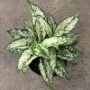 Cây Ngọc Ngân Phong Thủy 20cm - Lá Xanh Đẹp, Dễ Chăm Sóc, Trang Trí Nội Thất, Sân Vườn - 15.000đ 6