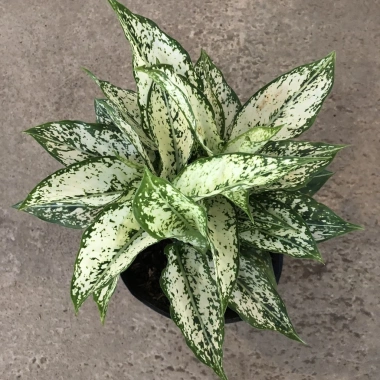 Cây Ngọc Ngân Phong Thủy 20cm - Lá Xanh Đẹp, Dễ Chăm Sóc, Trang Trí Nội Thất, Sân Vườn - 15.000đ