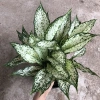 Cây Ngọc Ngân Phong Thủy 20cm - Lá Xanh Đẹp, Dễ Chăm Sóc, Trang Trí Nội Thất, Sân Vườn - 15.000đ 7