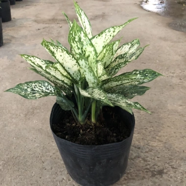 Cây Ngọc Ngân Phong Thủy 20cm - Lá Xanh Đẹp, Dễ Chăm Sóc, Trang Trí Nội Thất, Sân Vườn - 15.000đ 8 Cây Ngọc Ngân Phong Thủy 20cm - Lá Xanh Đẹp, Dễ Chăm Sóc, Trang Trí Nội Thất, Sân Vườn - 15.000đ 8