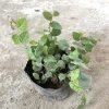 Cây Ngọc Ngân Phong Thủy 20cm - Lá Xanh Đẹp, Dễ Chăm Sóc, Trang Trí Nội Thất, Sân Vườn - 15.000đ 9